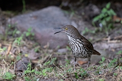 Long-billed thrasher