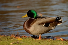 Mallard