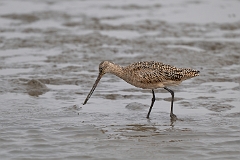 Marbled godwit