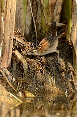Marsh wren