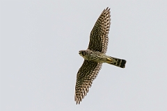 Merlin
