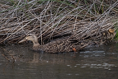Mottled duck