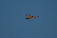 Northern harrier