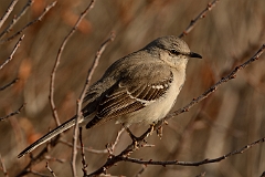 Northern mockingbird