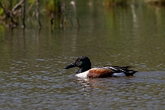Northern shoveler