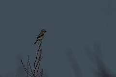 Northern shrike