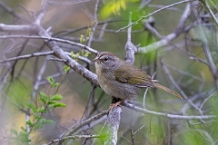 Olive sparrow
