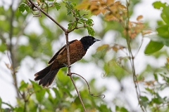 Orchard oriole