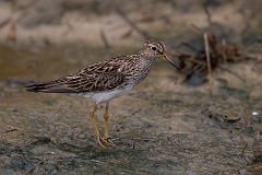 Pectoral sandpiper