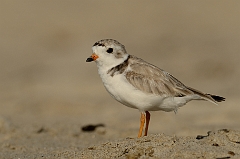 Piping plover