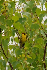 Praire warbler