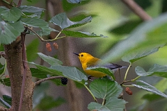 Prothonatary warbler