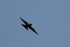 Purple martin