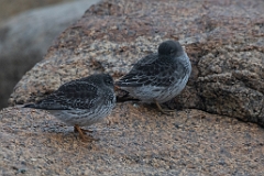 Purple sandpiper