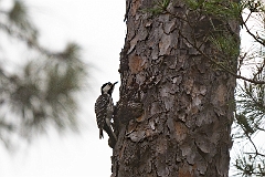 Red-cockaded woodpecker