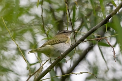 Red-eyed vireo