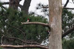 Red-headed woodpecker