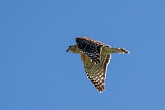Red-shouldered hawk