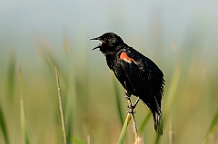 Red-winged blackbird