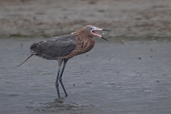 Reddish egret