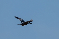 Ringed kingfisher