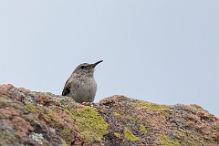 Rock wren