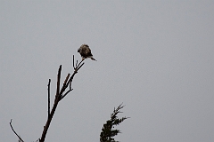 Rough-legged buzzard