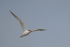 Royal tern