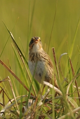 Saltmarsh sparrow