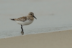 Sanderling