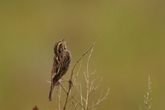 Savannah sparrow