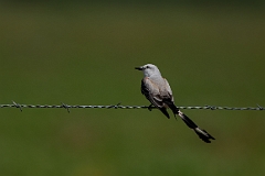 Scissor-tailed flycatcher
