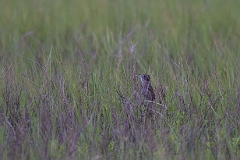 Seaside sparrow