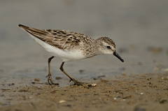 Semipalmated sandpiper
