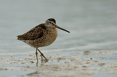 Short-billed dowitcher