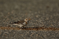 Snow bunting