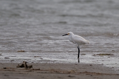 Snowy egret