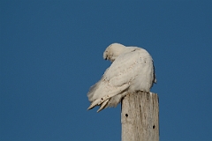 Snowy owl