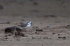 Snowy plover