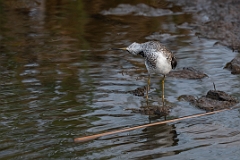 Solitary sandpiper