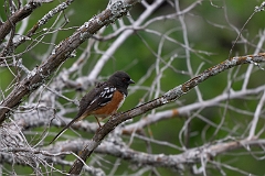 Spotted towhee