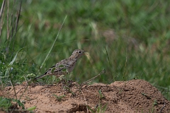Sprague's pipit