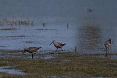 Stilt sandpiper