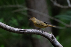 Summer tanager