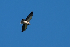 Swainson's hawk