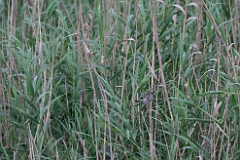 Swamp sparrow