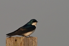 Tree swallow