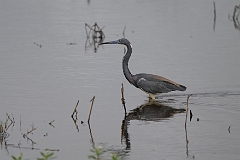 Tricolored heron