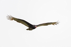 Turkey vulture