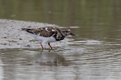 Turnstone